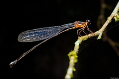 Indosticta deccanensis