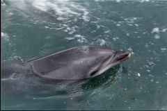 Tursiops truncatus ponticus