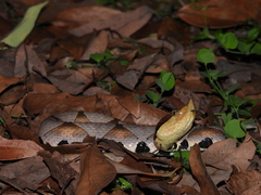 Deinagkistrodon acutus