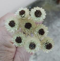 Syncarpha argyropsis