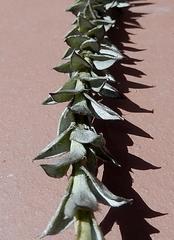 Syncarpha argyropsis