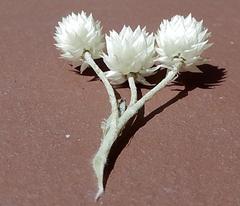 Syncarpha argyropsis