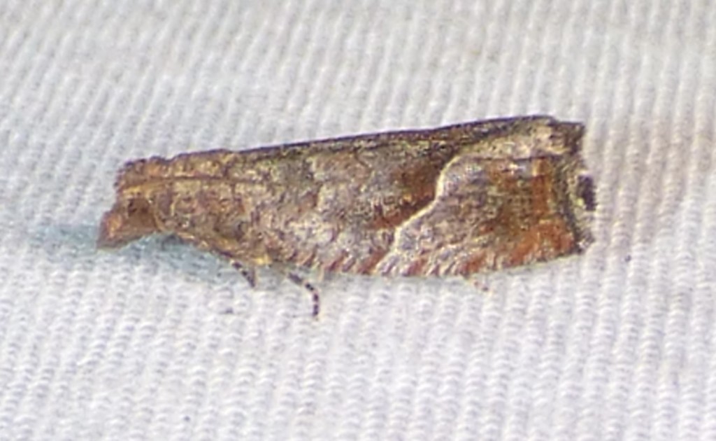 Pelochrista juncticiliana