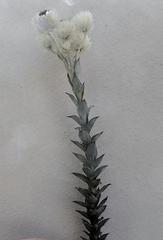 Syncarpha argyropsis