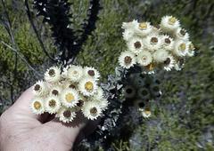 Syncarpha argyropsis