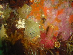 Ascidia incrassata