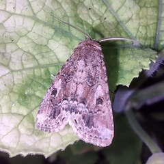Spodoptera