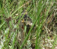 Macronyx capensis capensis