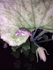 Spodoptera