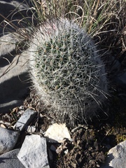 Rapicactus beguinii