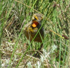 Macronyx capensis capensis