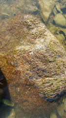 Podostemum ceratophyllum