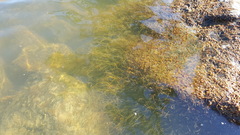 Podostemum ceratophyllum
