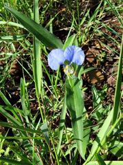 Commelina modesta