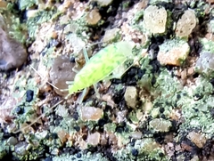Malacocoris chlorizans