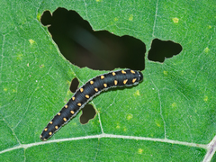 Tenthredo mandibularis