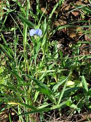 Commelina modesta