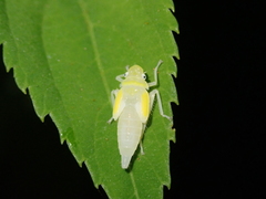 Bothrogonia ferruginea