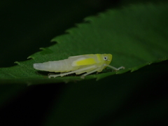 Bothrogonia ferruginea