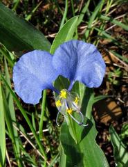 Commelina modesta