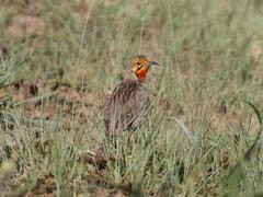 Macronyx capensis colletti