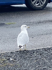 Larus delawarensis