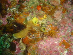 Ascidia incrassata