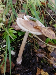 Amanita umbrinolutea