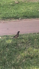 Acridotheres tristis