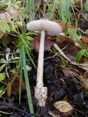 Amanita umbrinolutea