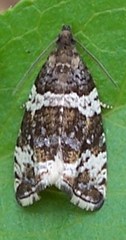 Olethreutes fasciatana