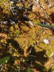 Sphagnum austinii