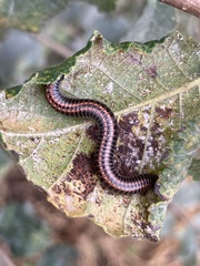 Ommatoiulus sabulosus