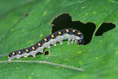Tenthredo mandibularis