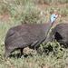Southern Helmeted Guineafowl - Photo (c) Alex Dreyer, some rights reserved (CC BY-NC), uploaded by Alex Dreyer