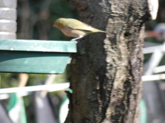 Zosterops pallidus
