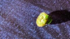 Caryomyia holotricha