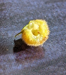 Caryomyia holotricha