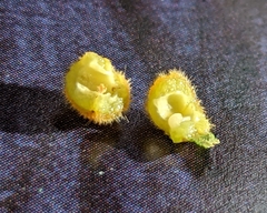 Caryomyia holotricha