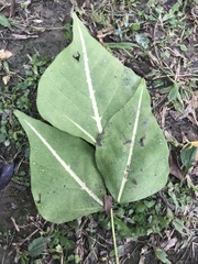 Erythrina variegata orientalis