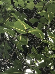 Erythrina variegata orientalis