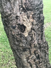 Erythrina variegata orientalis