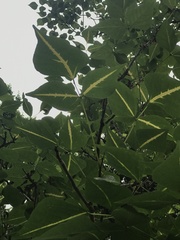 Erythrina variegata orientalis