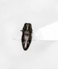 Taphrocerus nicolayi