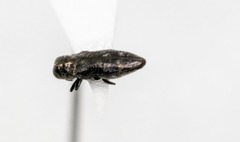 Taphrocerus nicolayi