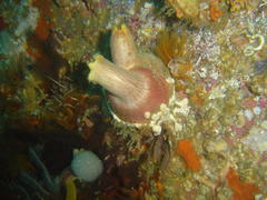 Ascidia incrassata