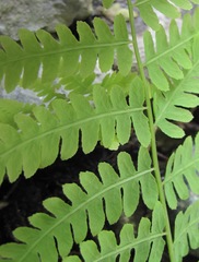 Thelypteris palustris palustris