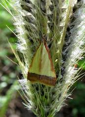 Pseudonoorda rubricostalis