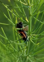Harmonia axyridis