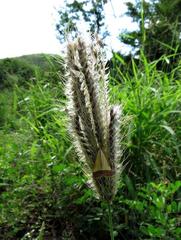 Pseudonoorda rubricostalis